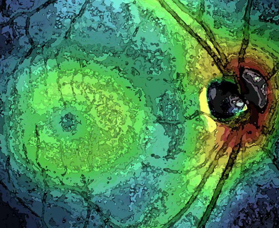 Abstract Image of Eye_Image Card_11x9