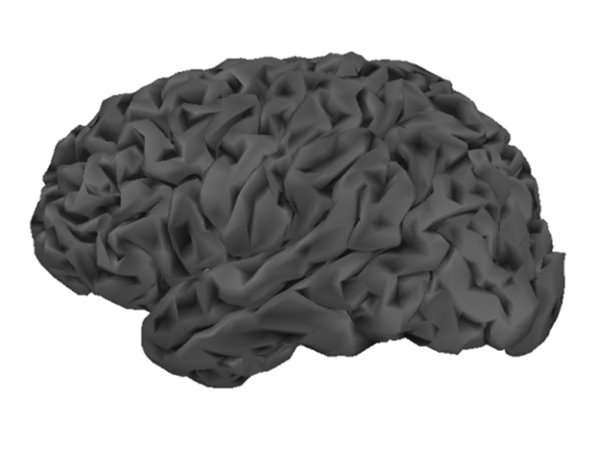 cortical surface, tessellated using 10,034 vertices (smooth)