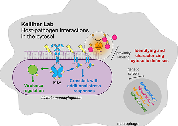 Kelliher Lab host-pathogen interactions in the cytosol