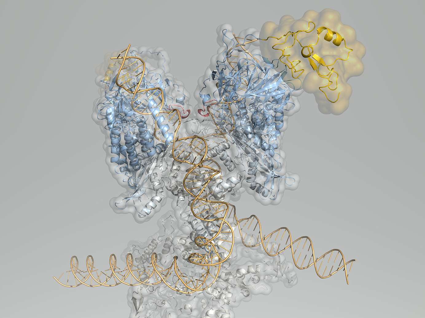 New Mellowes Center video, 'Beyond the Base Pairs' highlights research in rare diseases and rare cancers