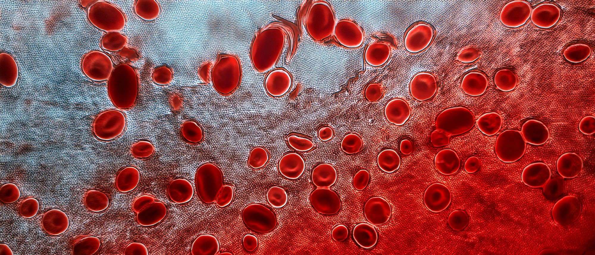 Blood cells