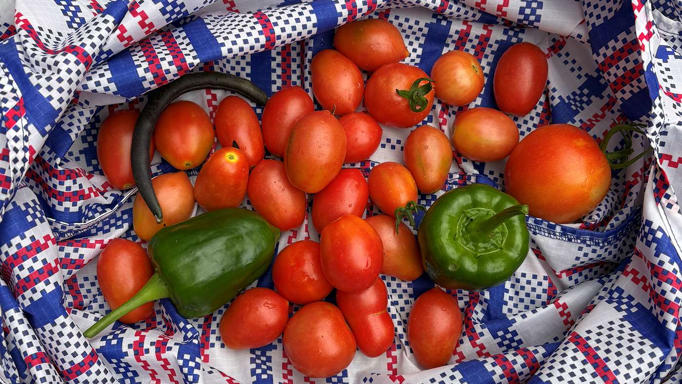 Tomatoes and green peppers
