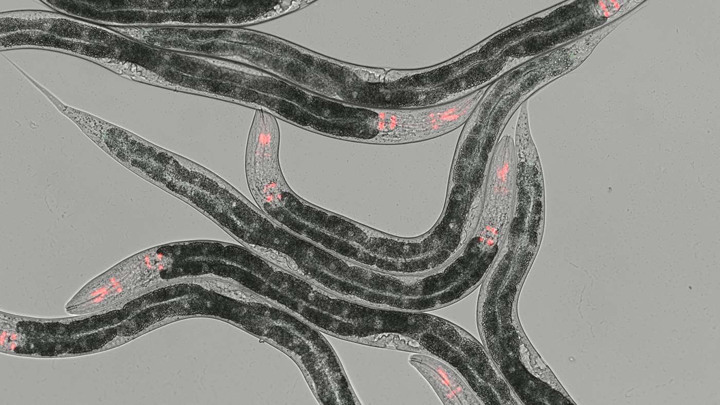Tiny worm model C. elegans