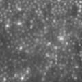 Carroll_2009_PNAS