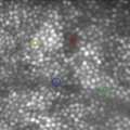 Carroll_2010_VisRes
