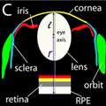 Collery_2014_PLoS