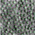 Cunefare_2017_SciRep