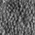 Duncan_2022_CSHL