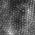 Jeanie_RD_2025