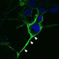 McClements_2013_VisRes