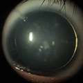 Reis_2026