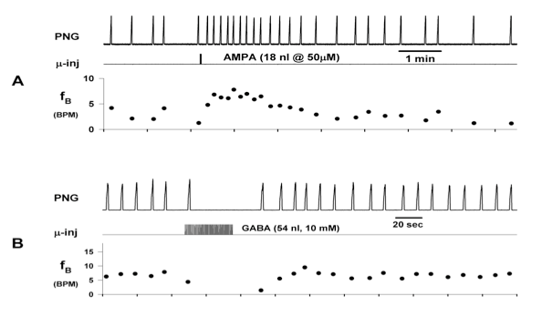 Microinjection of drugs into the pontine subregion produces changes in phrenic neurogram (PNG) burst rate