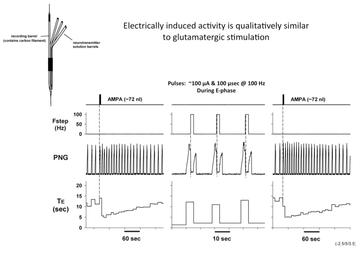 Electrically induced activity is qualitatively similar to glutamatergic stimulation