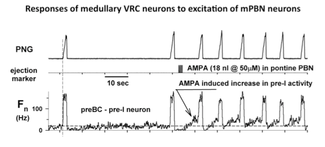 Responses of medullary VRC neurons to excitation of mPBN neurons
