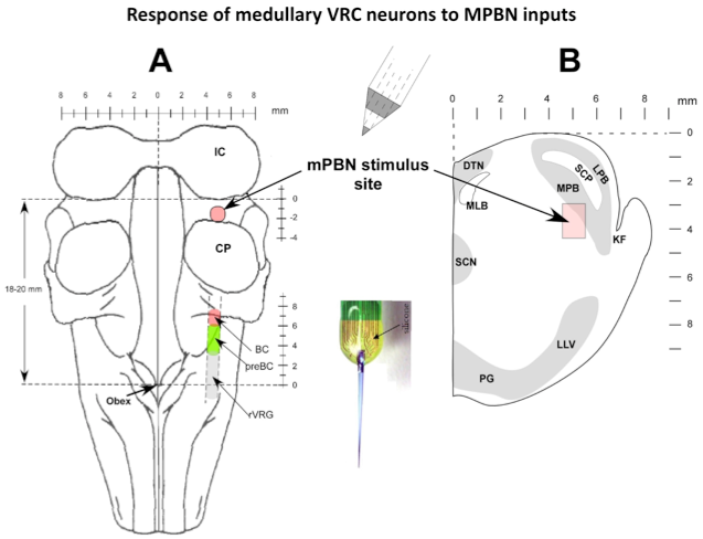 Response of medullary VRC neurons to MPBN inputs