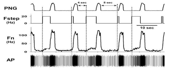Pre-I neuron response to pulse-train stimuli of the pontine subregion