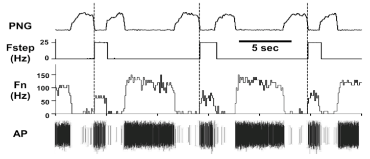 Bötzinger E-neuron response to pulse-train stimuli of the pontine subregion