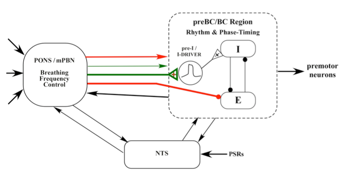 Proposed model for the Inspiratory "On-Switch"