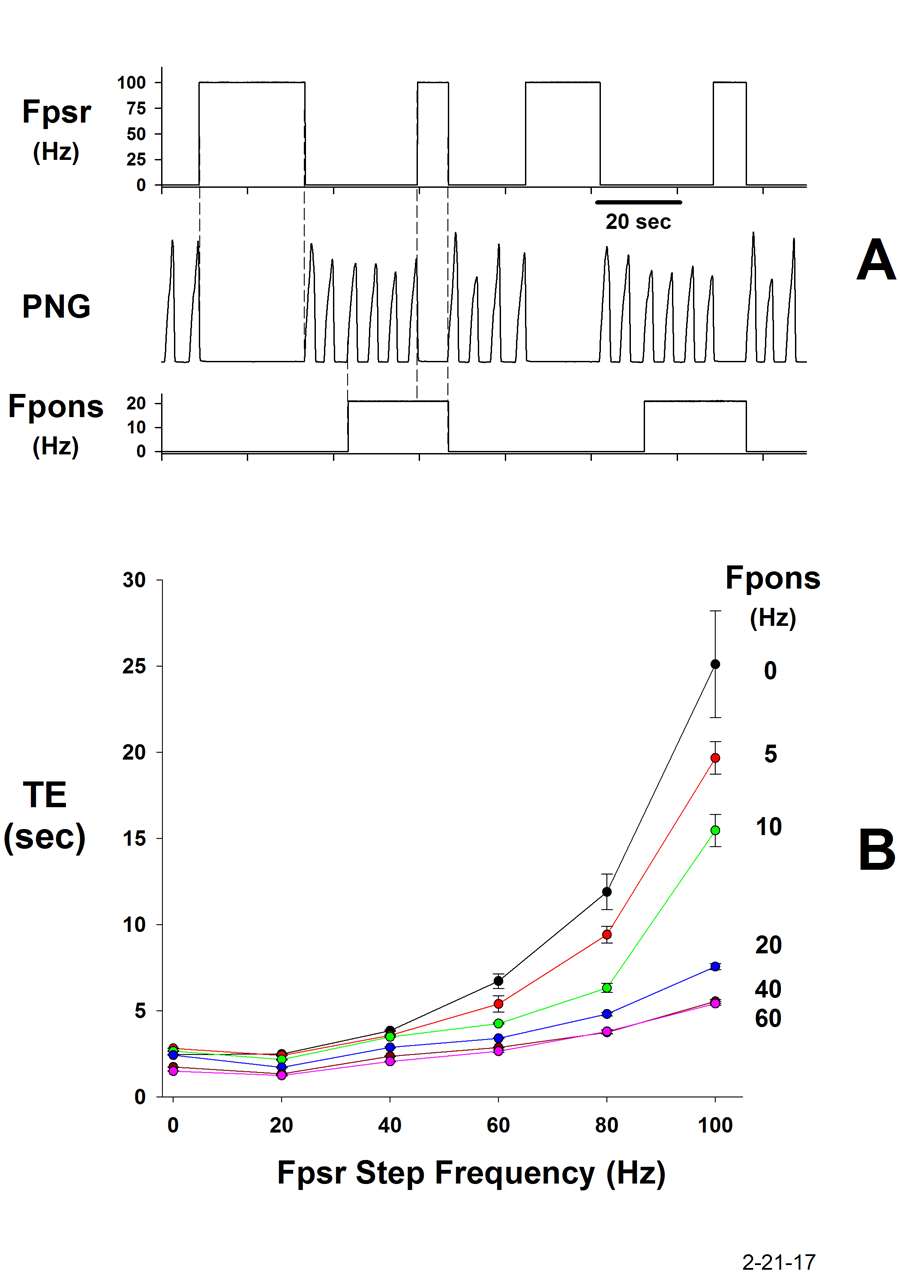 Electrically-induced PSR activity during the E-phase (Fpsr), prolongs TE. When the pontine subregion is electrically stimulated (Fpons), the PSR effect on TE is greatly reduced. Plots of TE as a function of PSR frequency for the various pontine frequencies indicated. The strength of the H-B E-prolonging effect is proportionately reduced at each pontine stimulus frequency, thus controlling the gain of the reflex.