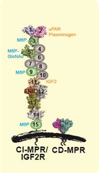 Specificity of Carbohydrate Binding