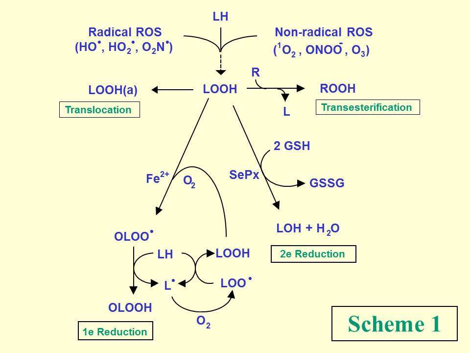 Scheme 1