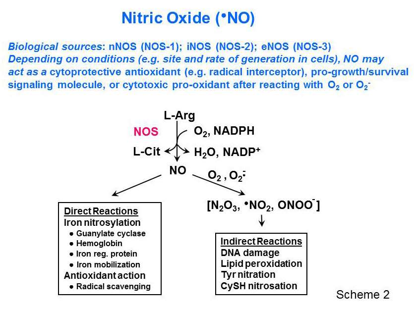 Scheme 2