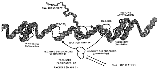 Transcription diagram