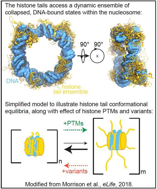 Morrison et al., eLife, 2018