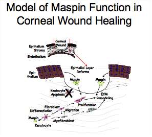 Maspin function in corneal wound healing