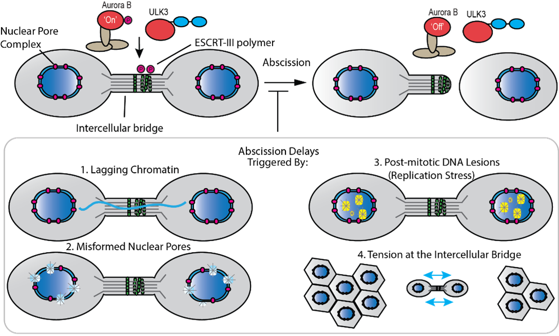 Wenzel Lab Figure