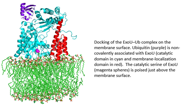 docking of the ExoU–Ub complex on the membrane surface