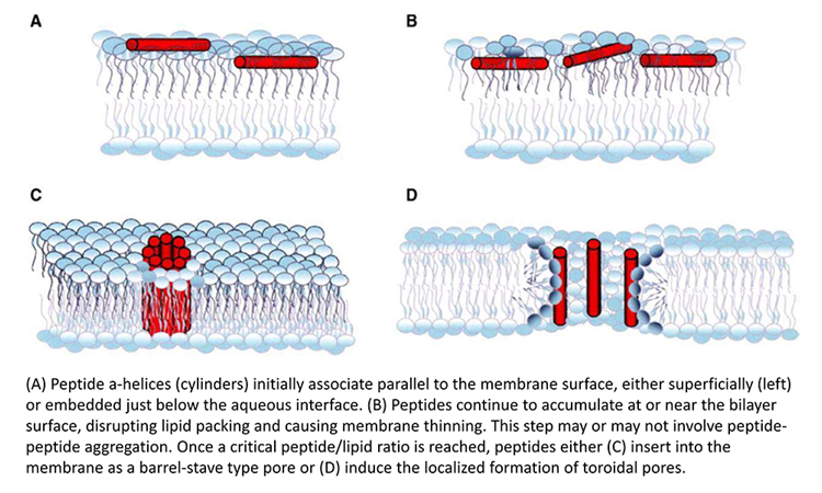 models of transmembrane channel formation