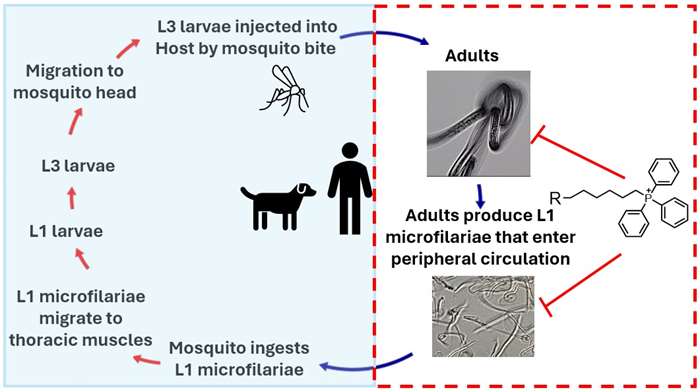 Kalyanaraman et al ABB Graphical Abstract