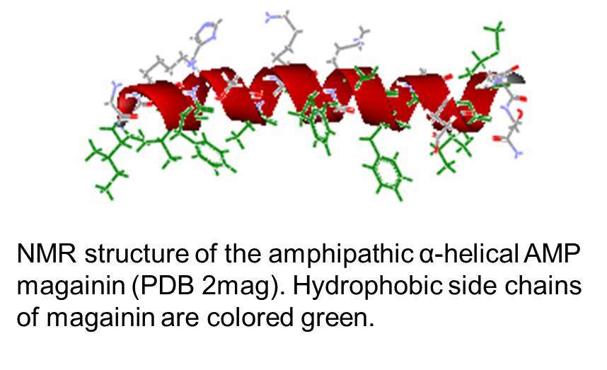 NMR structure of the amphipathic alpha-helical AMP magainin (PDB 2mag)