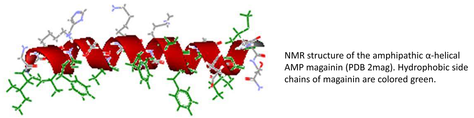 NMR structure of the amphipathic alpha-helical AMP magainin