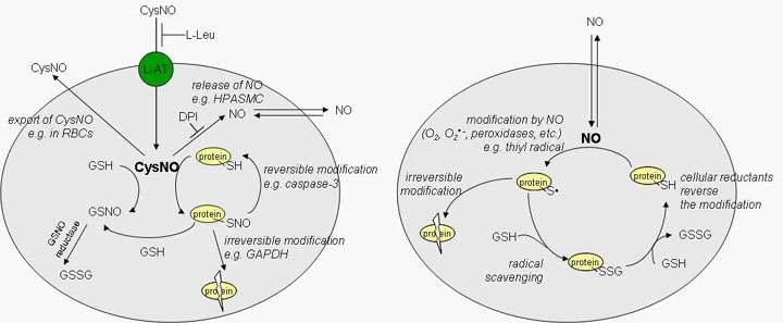 Nitric Oxide Signaling