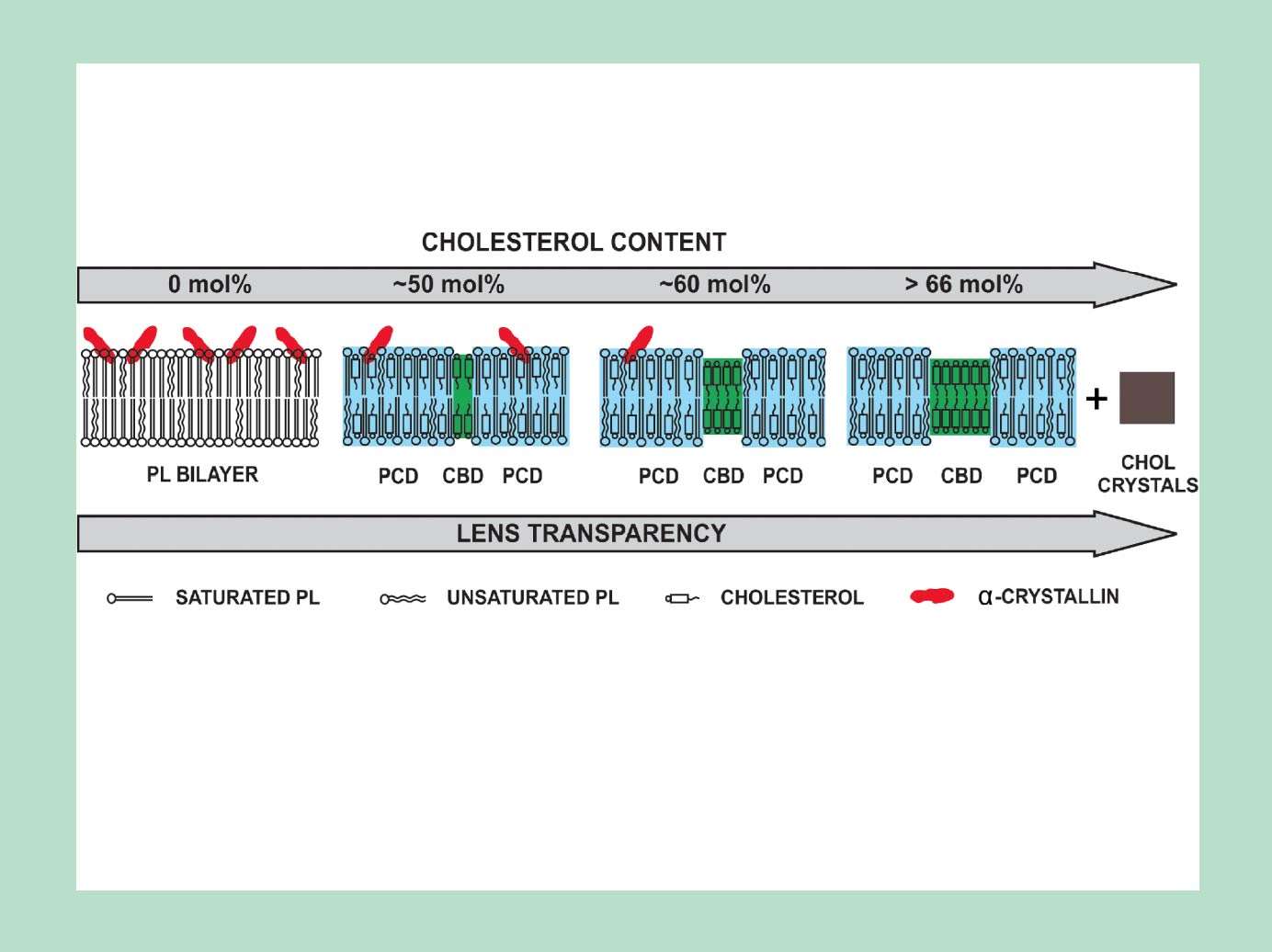 Subczynski IVOS_News Content