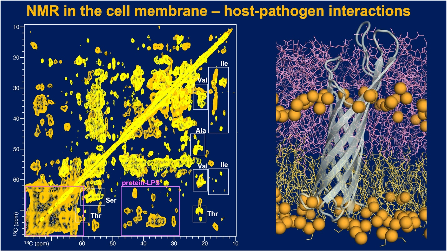 NMR in the cell membrane - host-pathogen interactions