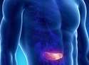 pancreas