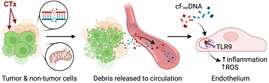 CTx-induced mitochondrial damage and secondary signaling