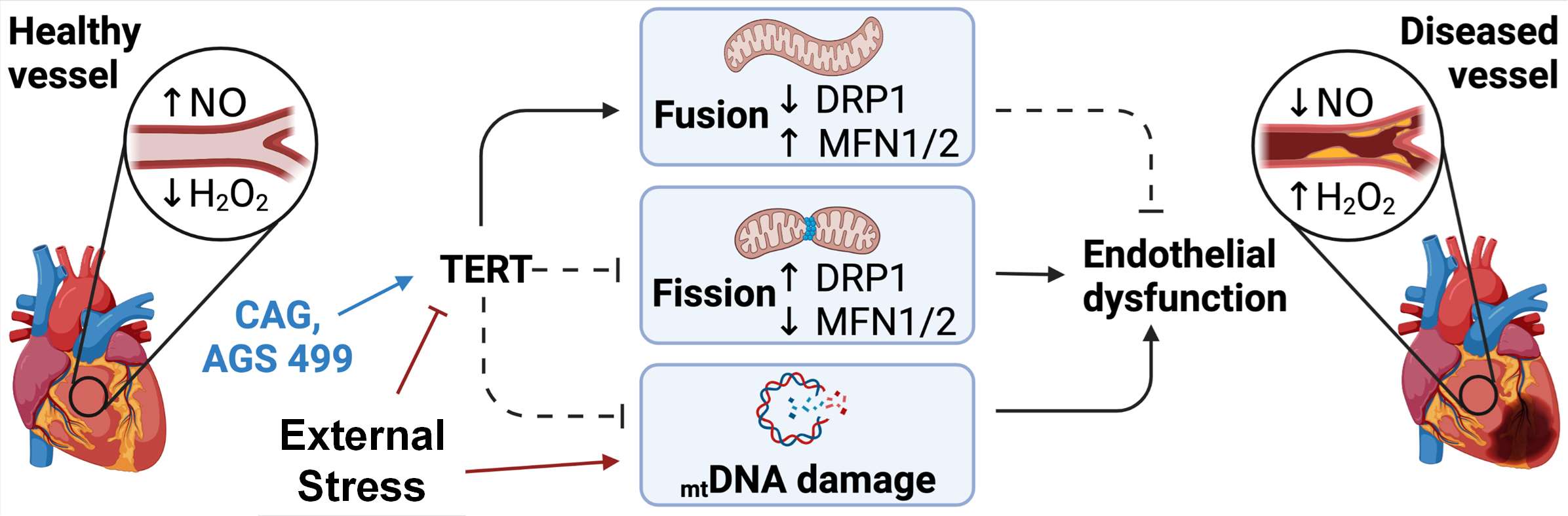 Andreas Beyer Lab Mitochondrial Integrity