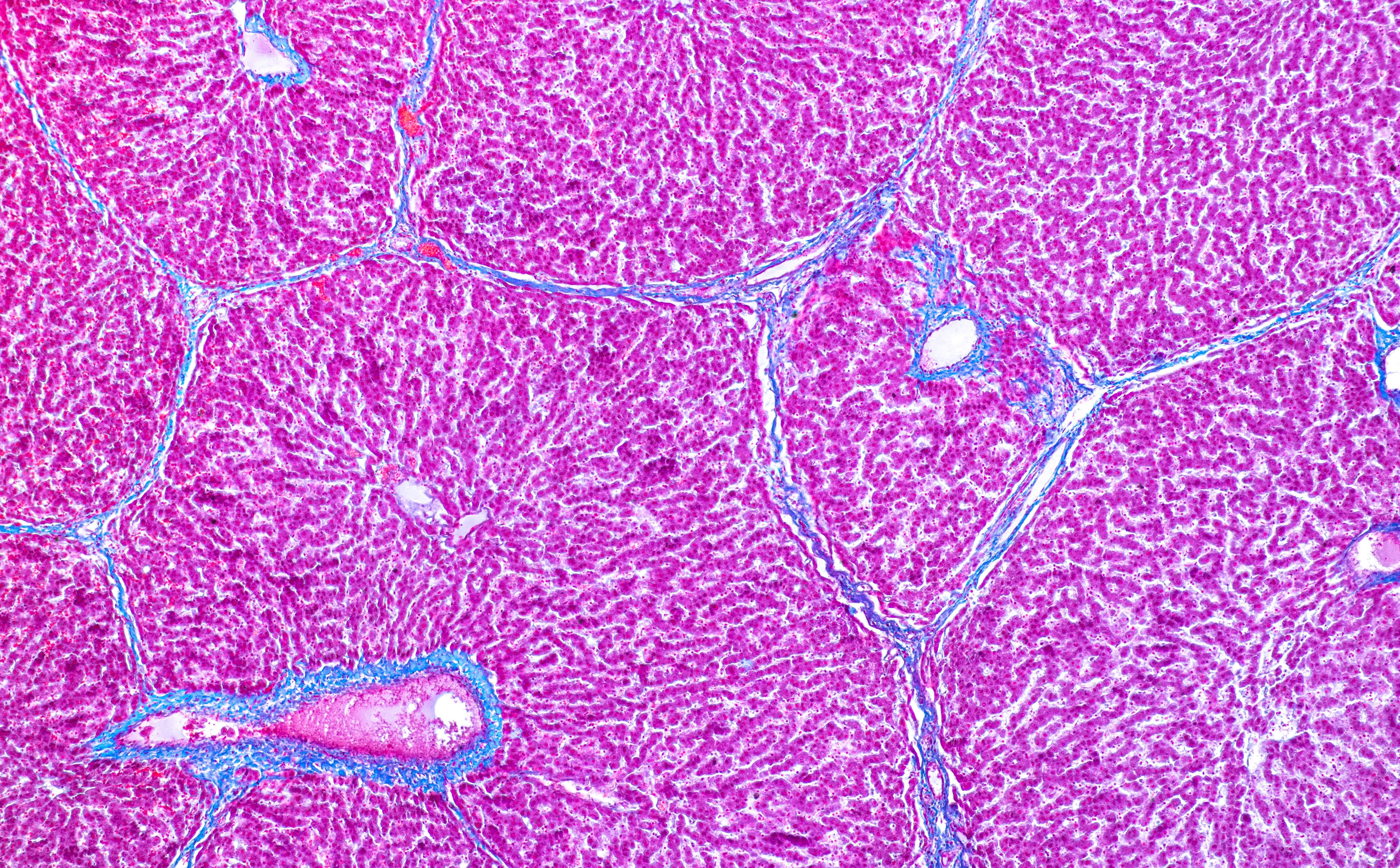 Cell Biology PhD Program at the Medical College of Wisconsin