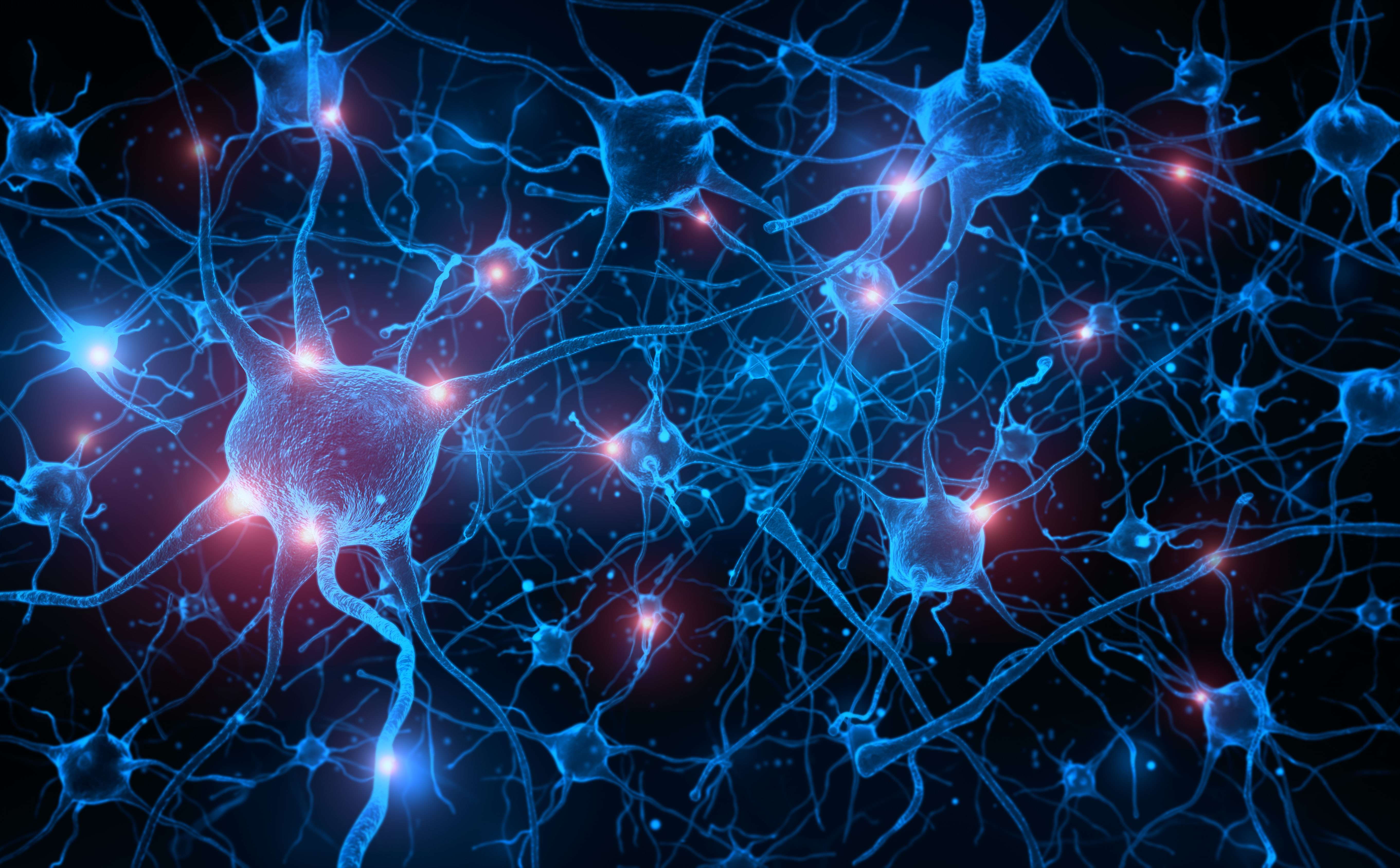 Neuroscience PhD Program at the Medical College of Wisconsin