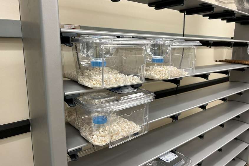 Gnotobiotic Core Facility | Center for Microbiome Research | Medical ...