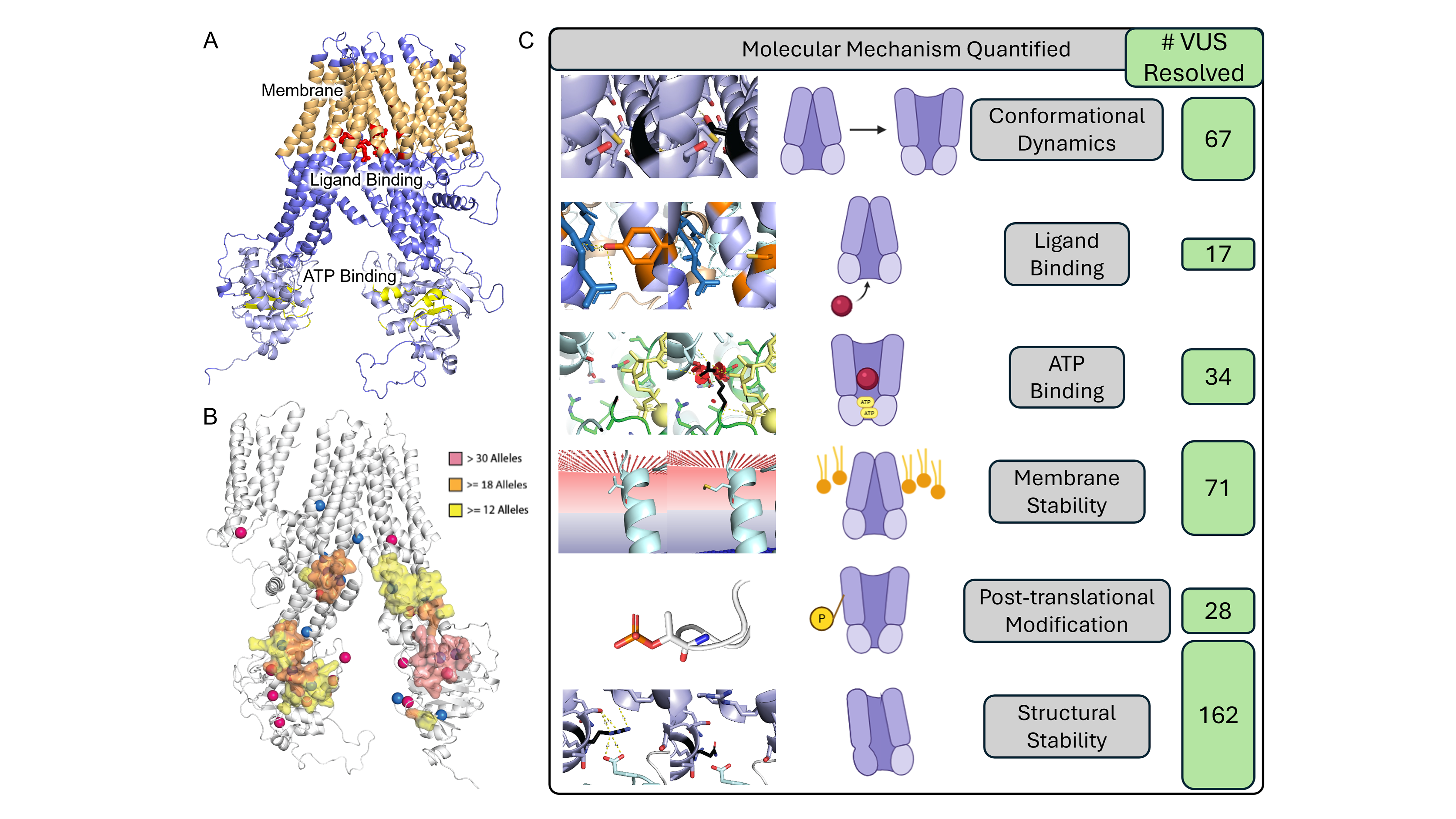 ABCC6 molecular mechansims diagram
