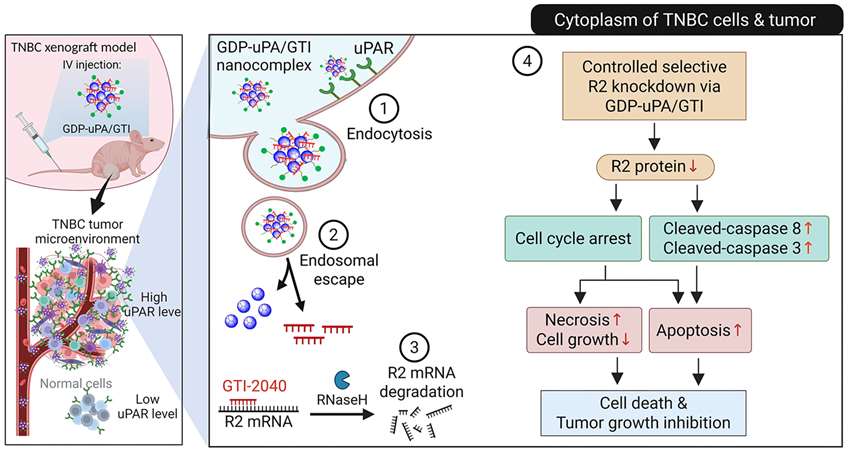 Cancer Drug Delivery, DGD Lab Research graphic, decorative