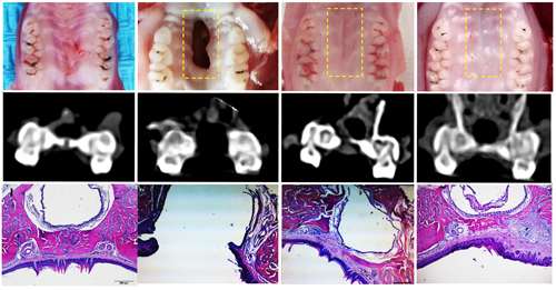 Cleft palate repair at 8 weeks showing control, cleft, DAM and DAM-POC using 3 imaging techniques:  gross, CT and H&E 