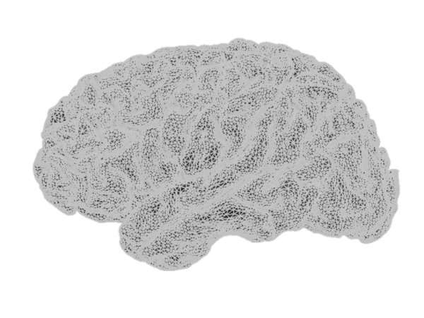 cortical surface, tessellated at 79,124 vertices 