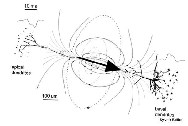 Illustration of the basic electrophysiological principles of MEG and EEG