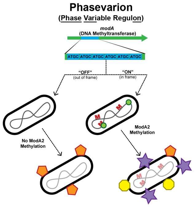 K Brockman Research Figure 1